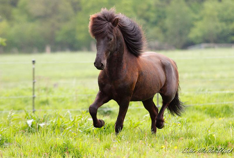 Alvar Deckherde a.jpg - Alvar fra Stora-Hofi zeigt seinen Damen aus der Deckherde wie schoen er ist.